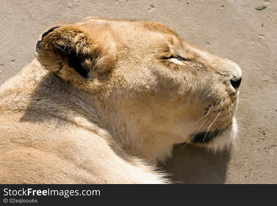 An african female lion ( (panthera leo) head in a relaxed pose, basking in the sunlight with eyes closed. An african female lion ( (panthera leo) head in a relaxed pose, basking in the sunlight with eyes closed.