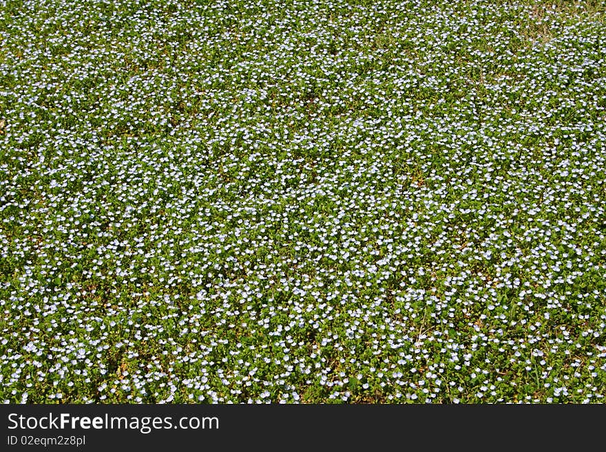 Field of Bluets