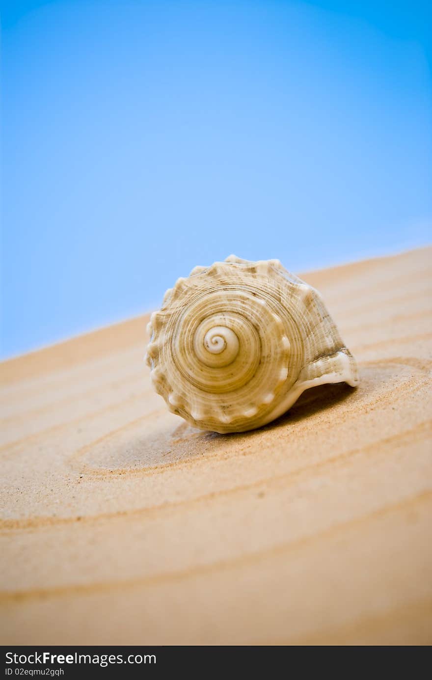 Seashell on sand on blue background