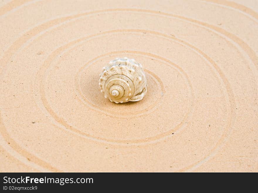 Seashell on sand with circles