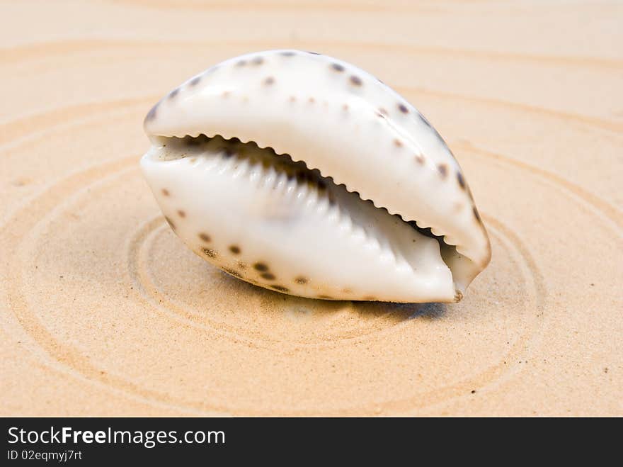 Seashell on sand and circles