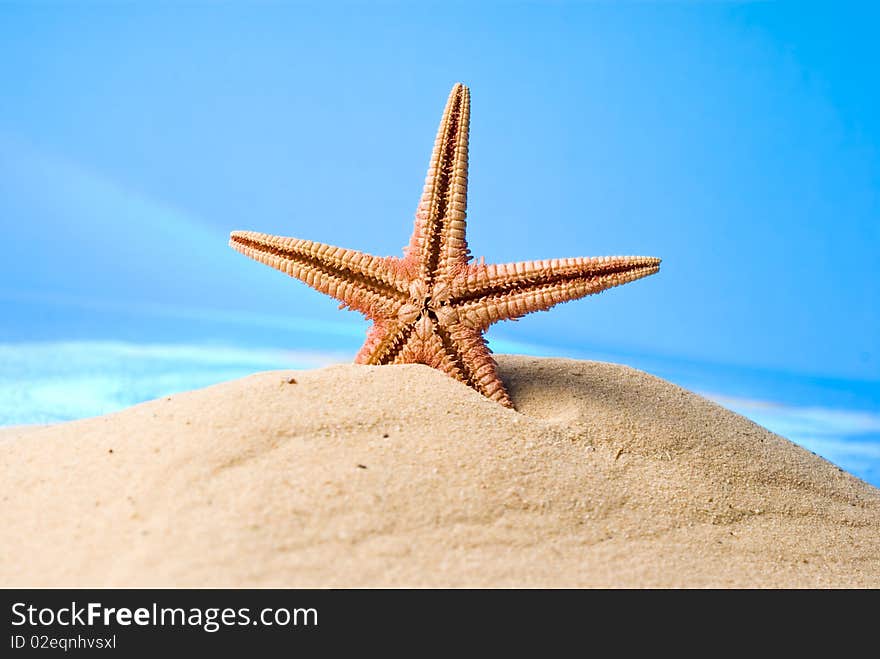 Starfish on sand and blue background