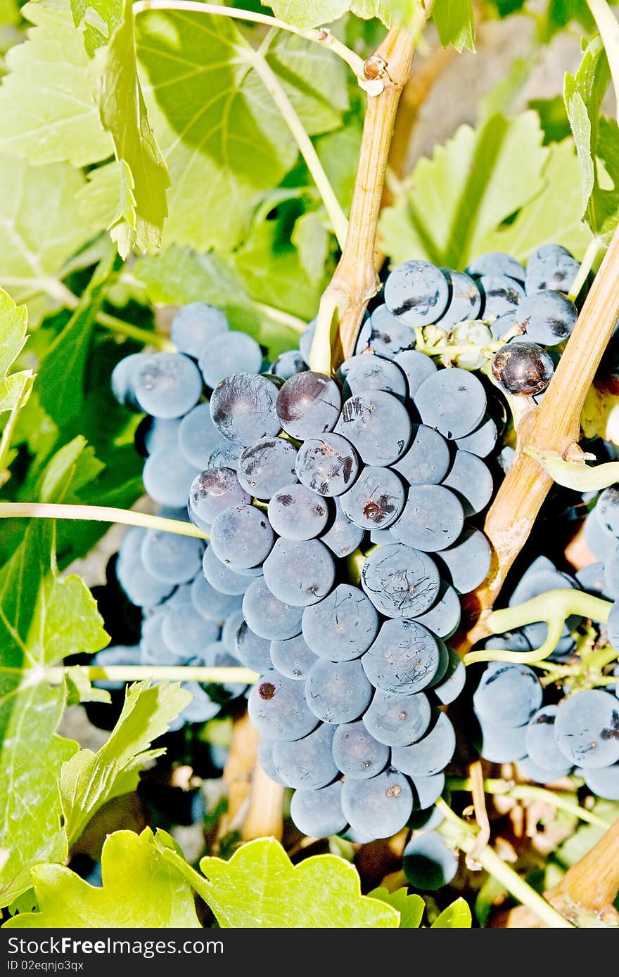 Bunch Of Grapes