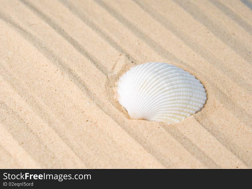 White sea shell on sand. White sea shell on sand