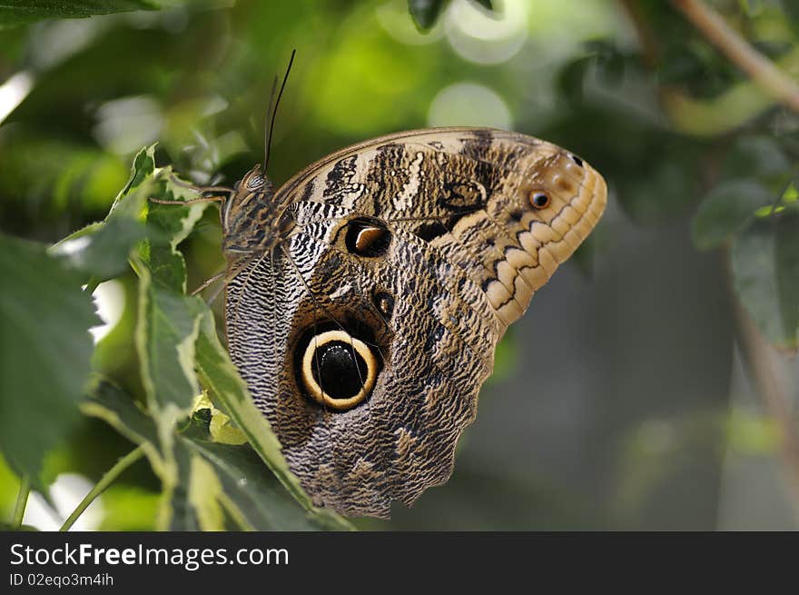 Butterfly on Flower