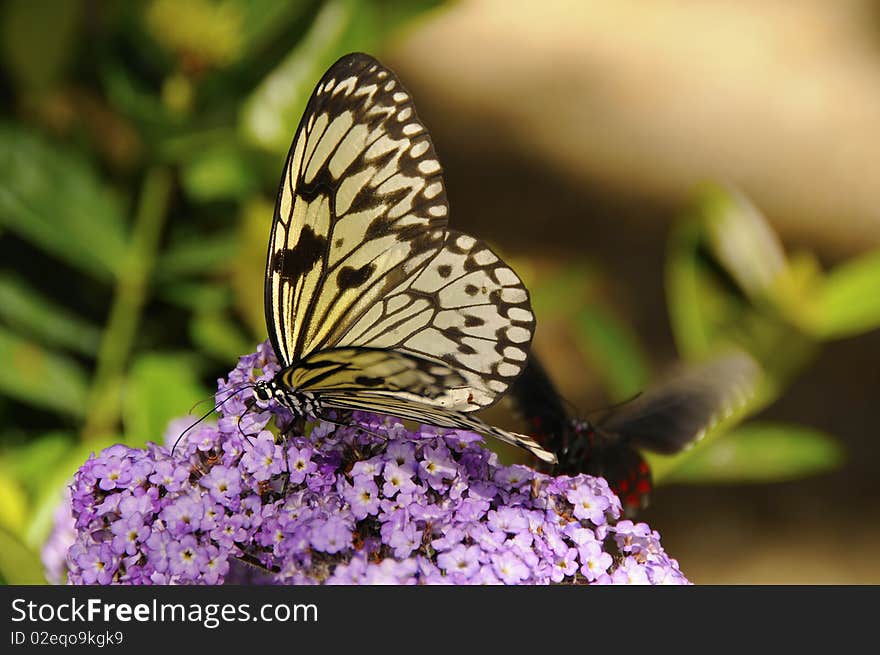 Butterfly on Flower