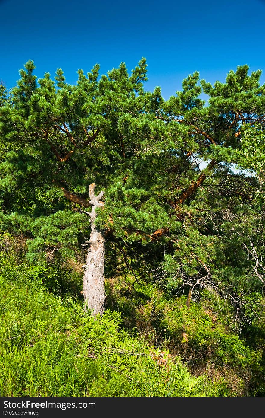 Bright green pine-tree on a grassy hill