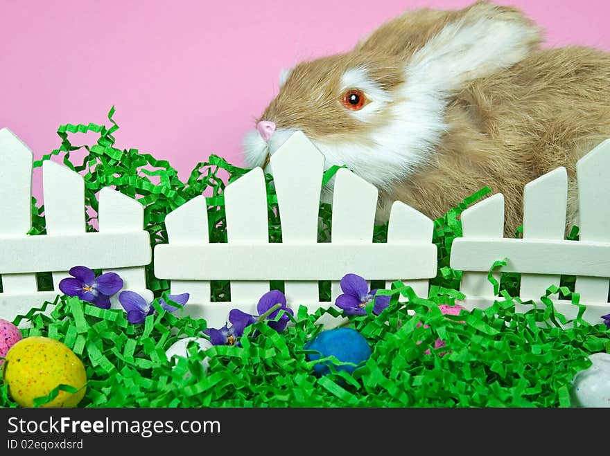 Bunny looking over fence with Easter eggs in grass. Bunny looking over fence with Easter eggs in grass.