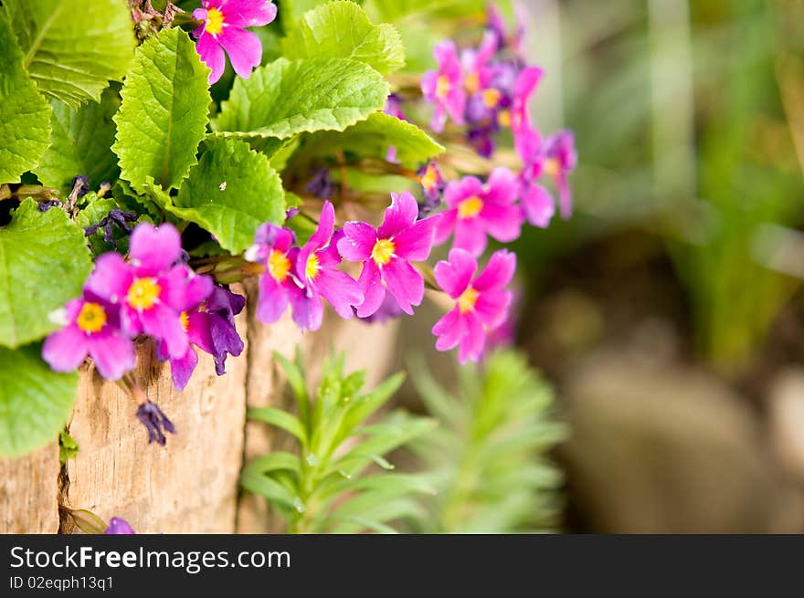 Delicate Pink & Yellow Flowers In Wood Pail