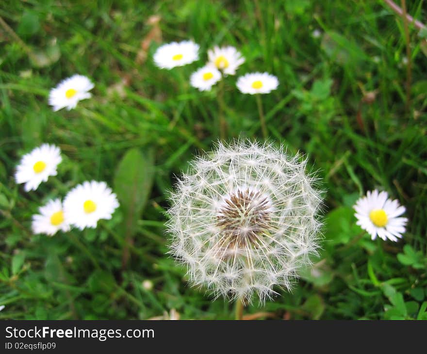 Dandelion and daisies