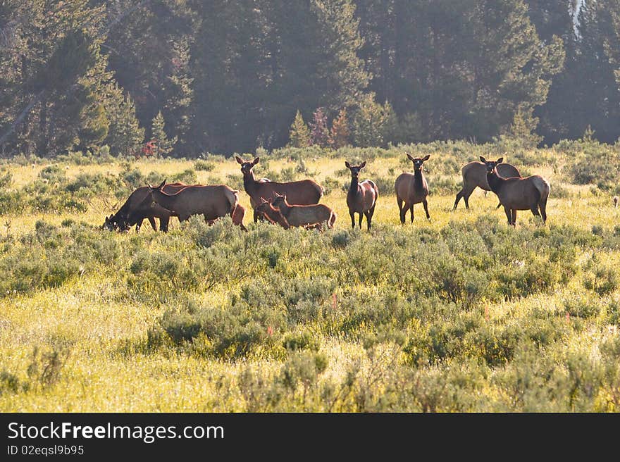 Elk in a field near Fishing Bridge. Elk in a field near Fishing Bridge