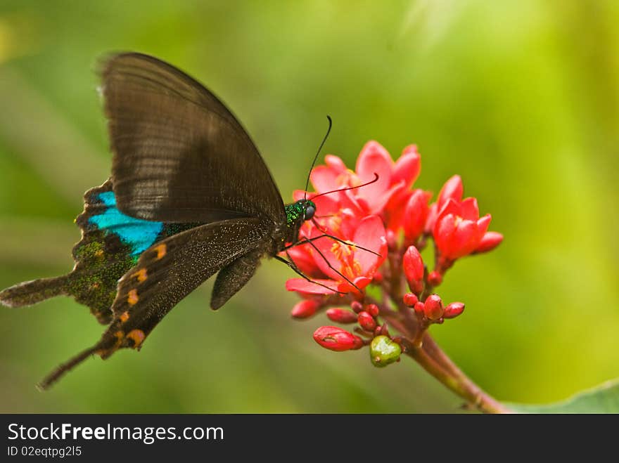 Black swallowtail butterfly