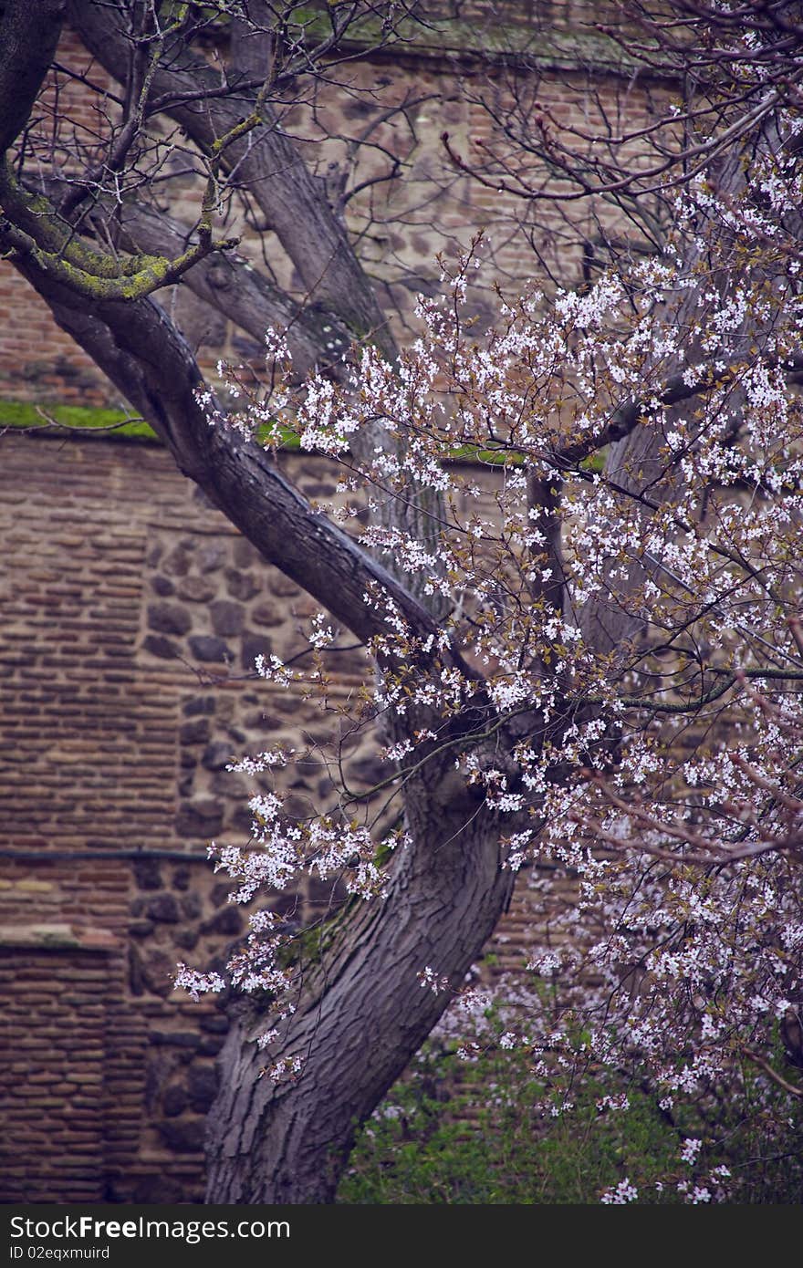 Blooming pink cherry on the branches on the background of the old brick wall