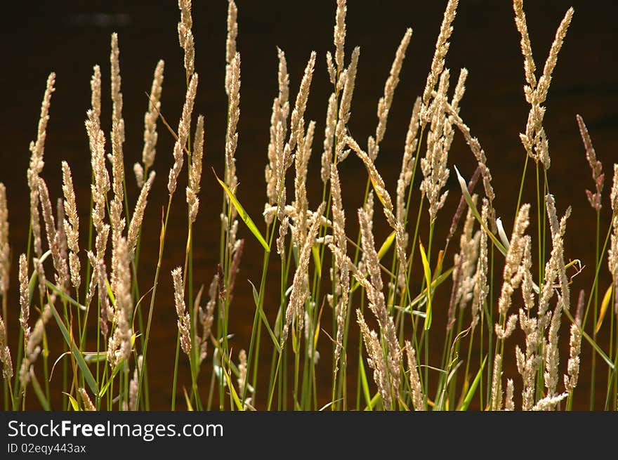 Background of wild river grass