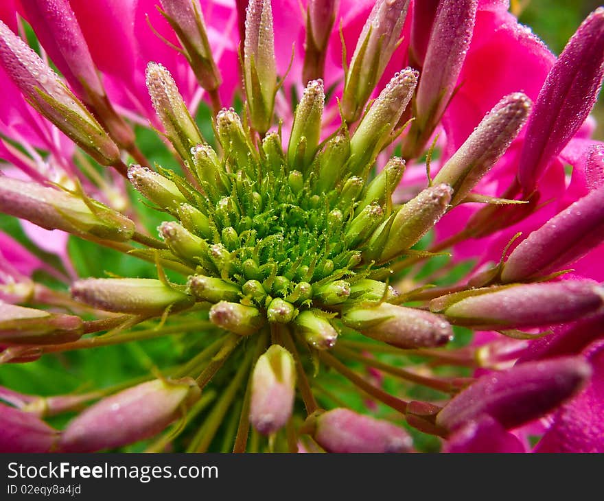 Pink flower