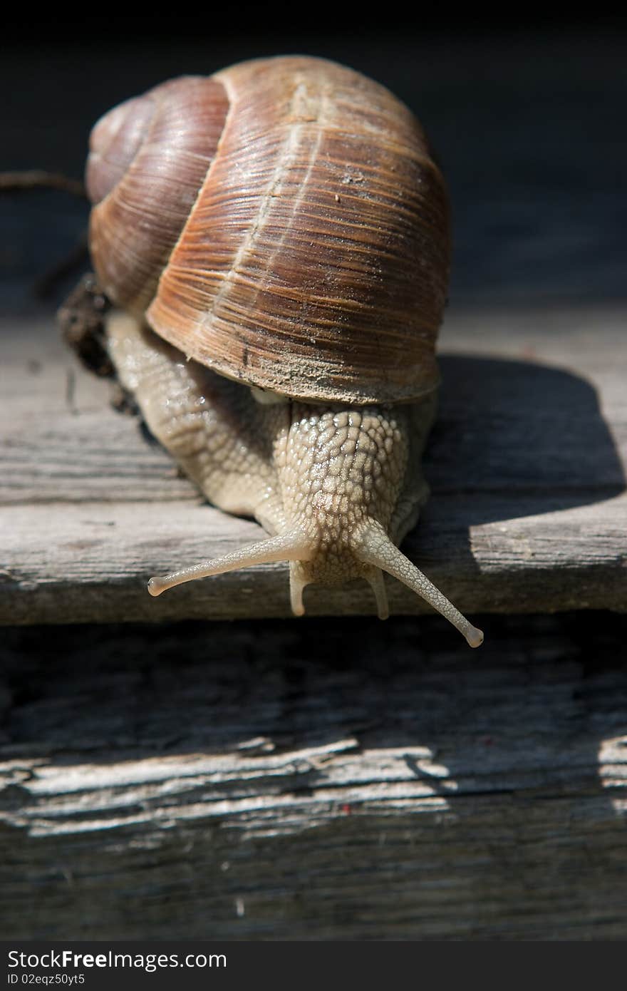 Snail on a tree bark