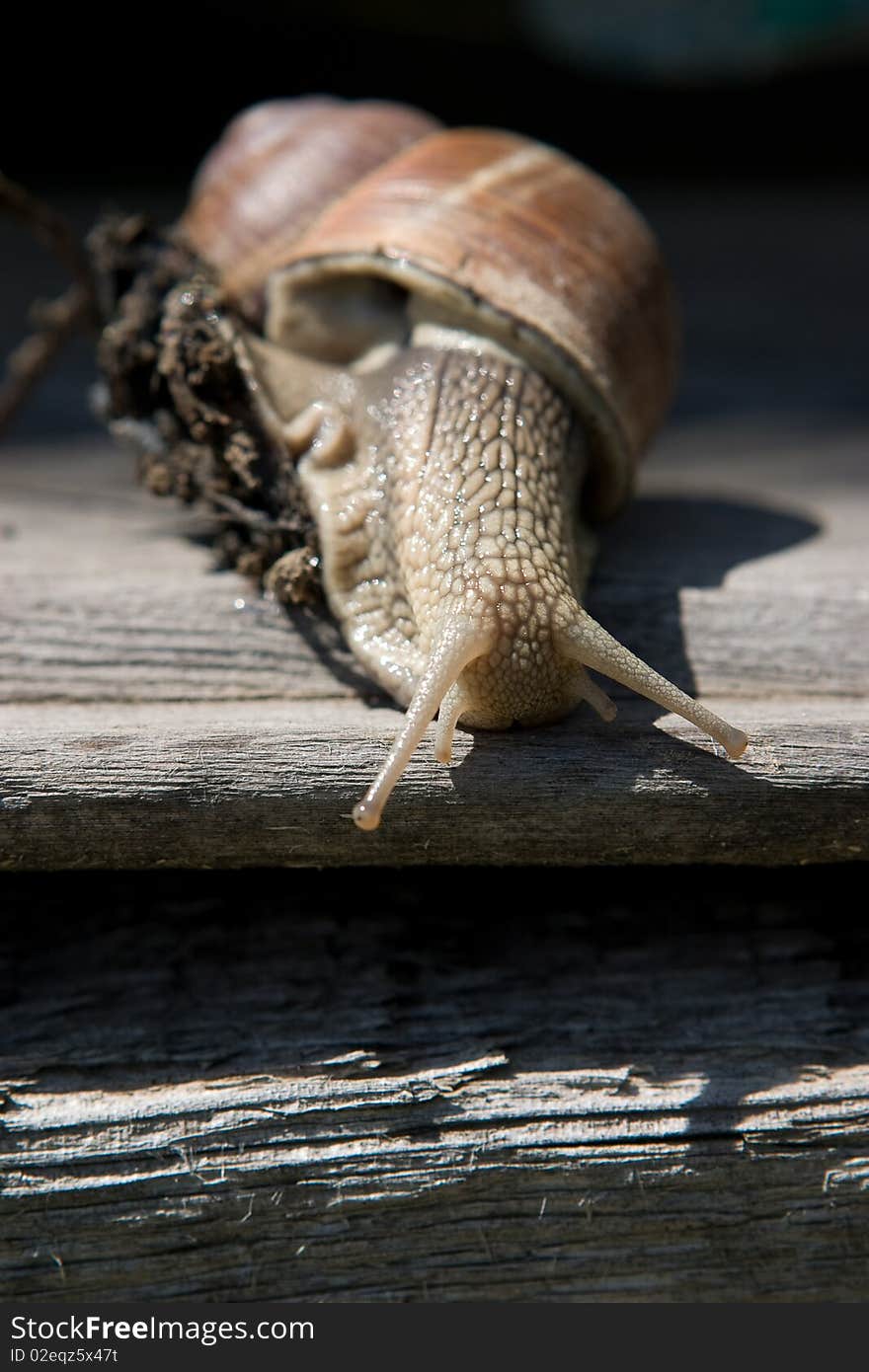 Snail On A Tree Bark