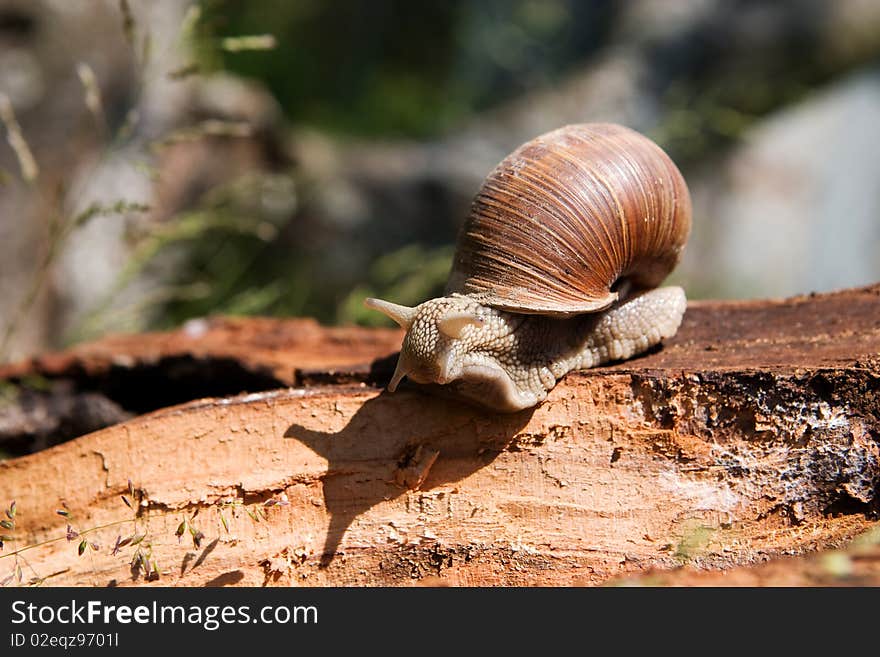 Snail On A Tree Bark