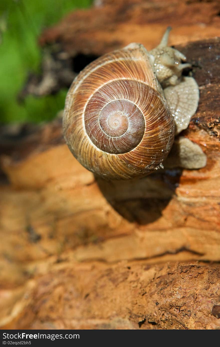 Snail on a tree bark