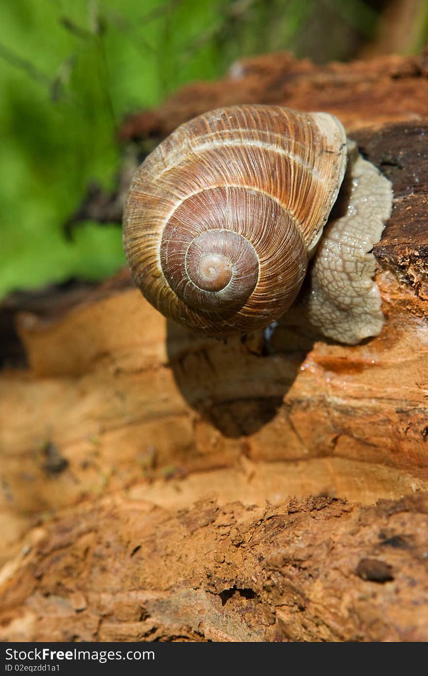 Snail on a tree bark, closeup nature background