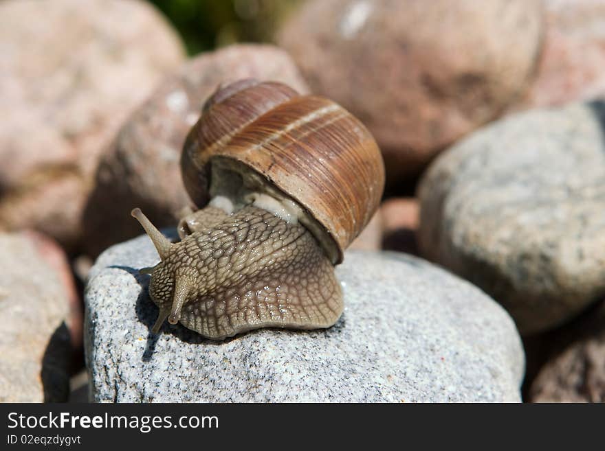 Snail on a granite