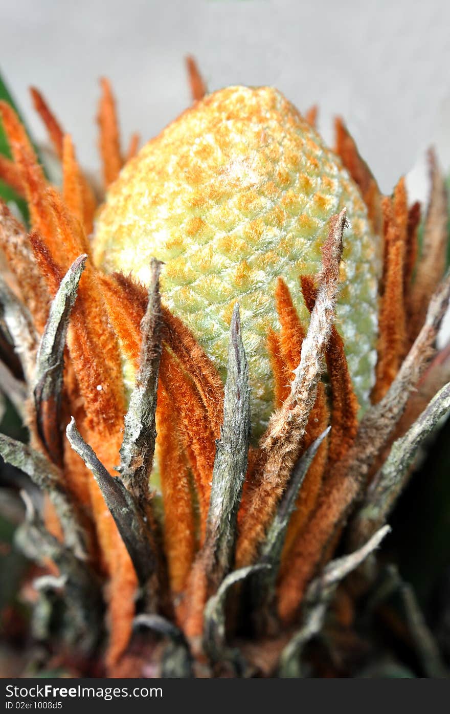 Female flower a cycad tree, which have beautiful shape and color, lives in Southen China. Female flower a cycad tree, which have beautiful shape and color, lives in Southen China.