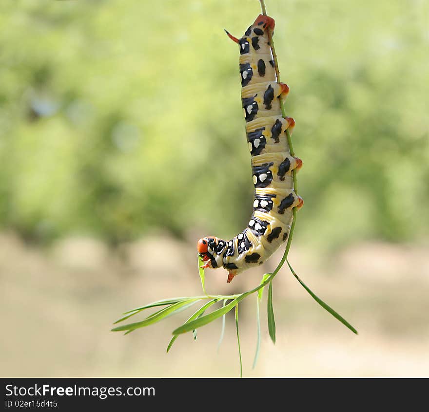 Macro Caterpillar