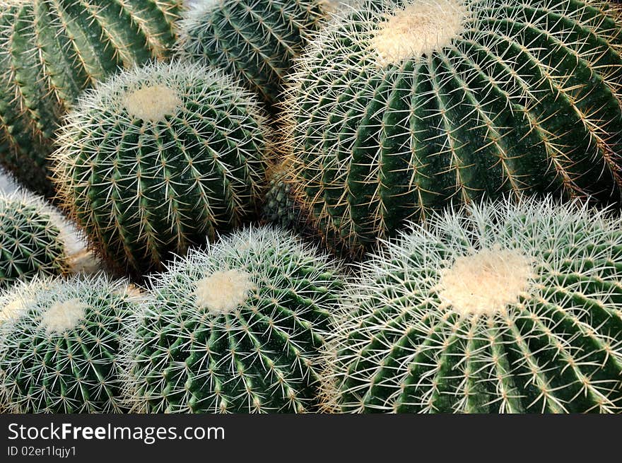 Spherical cactaceous plant