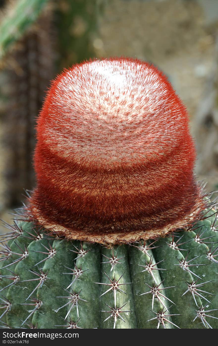 Flower Of Cactaceous Plant