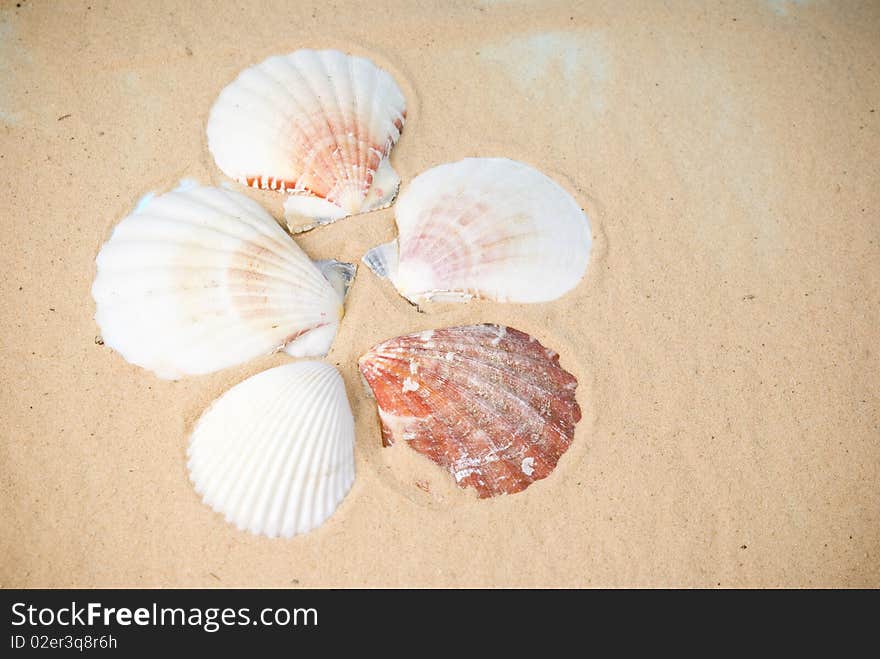 Five seashells on brown sand