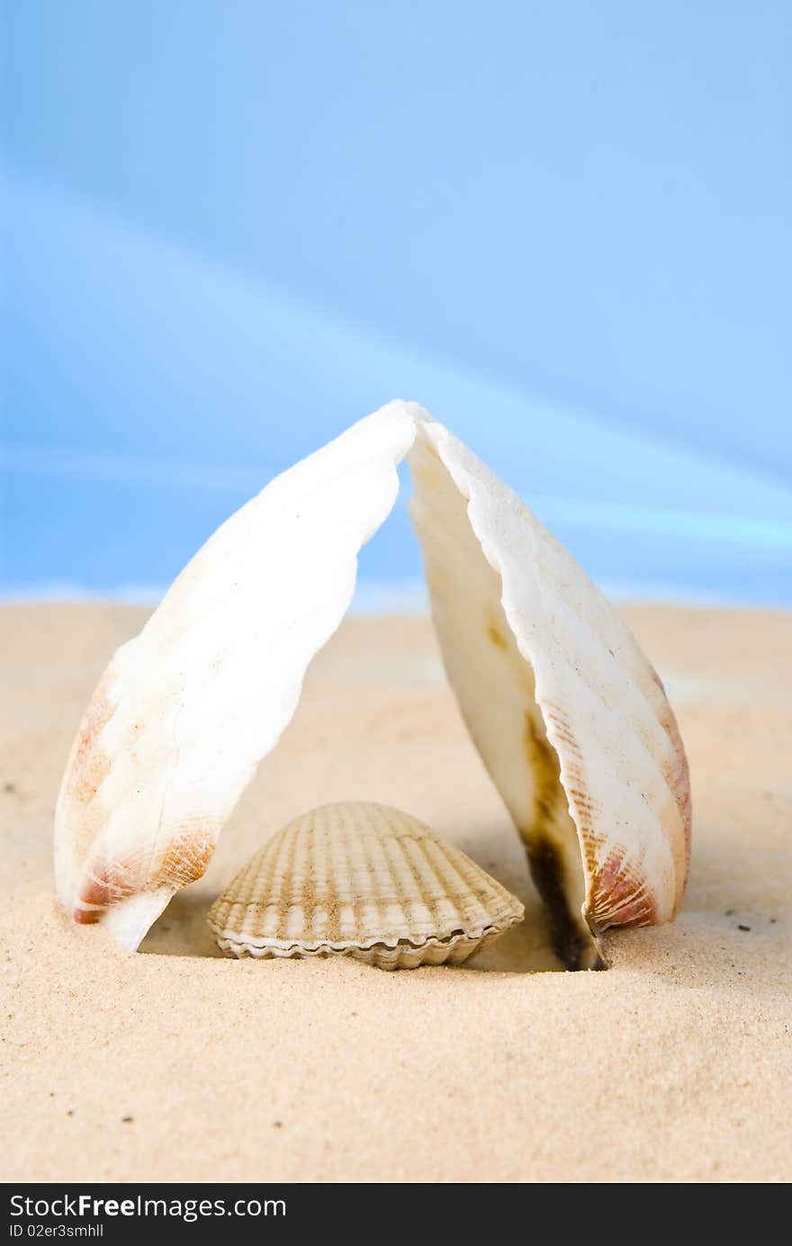 Seashells on brown sand and blue sky