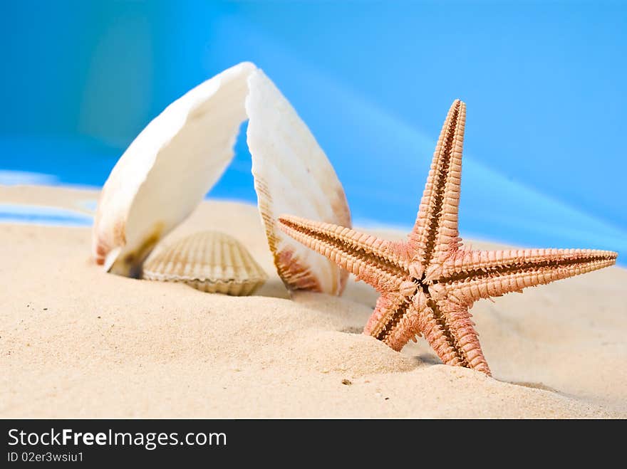 Seashells and starfish on sand