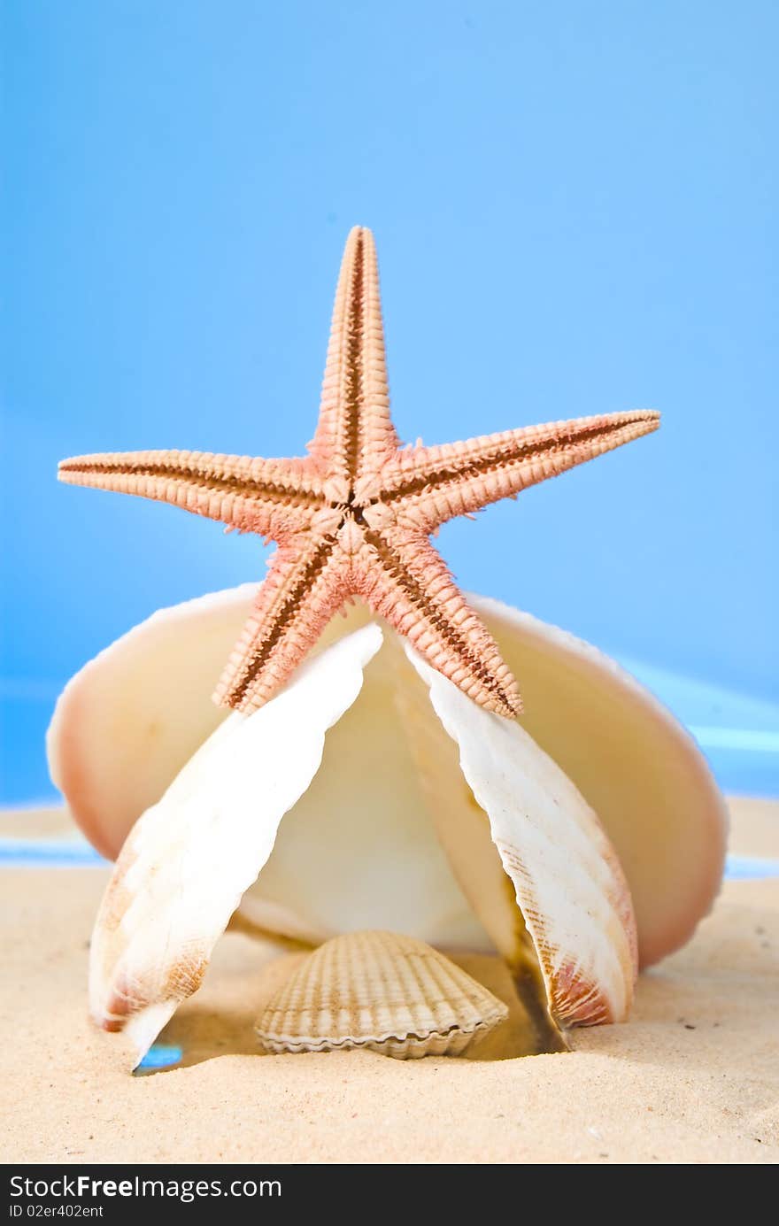 Seashells and starfish on sand