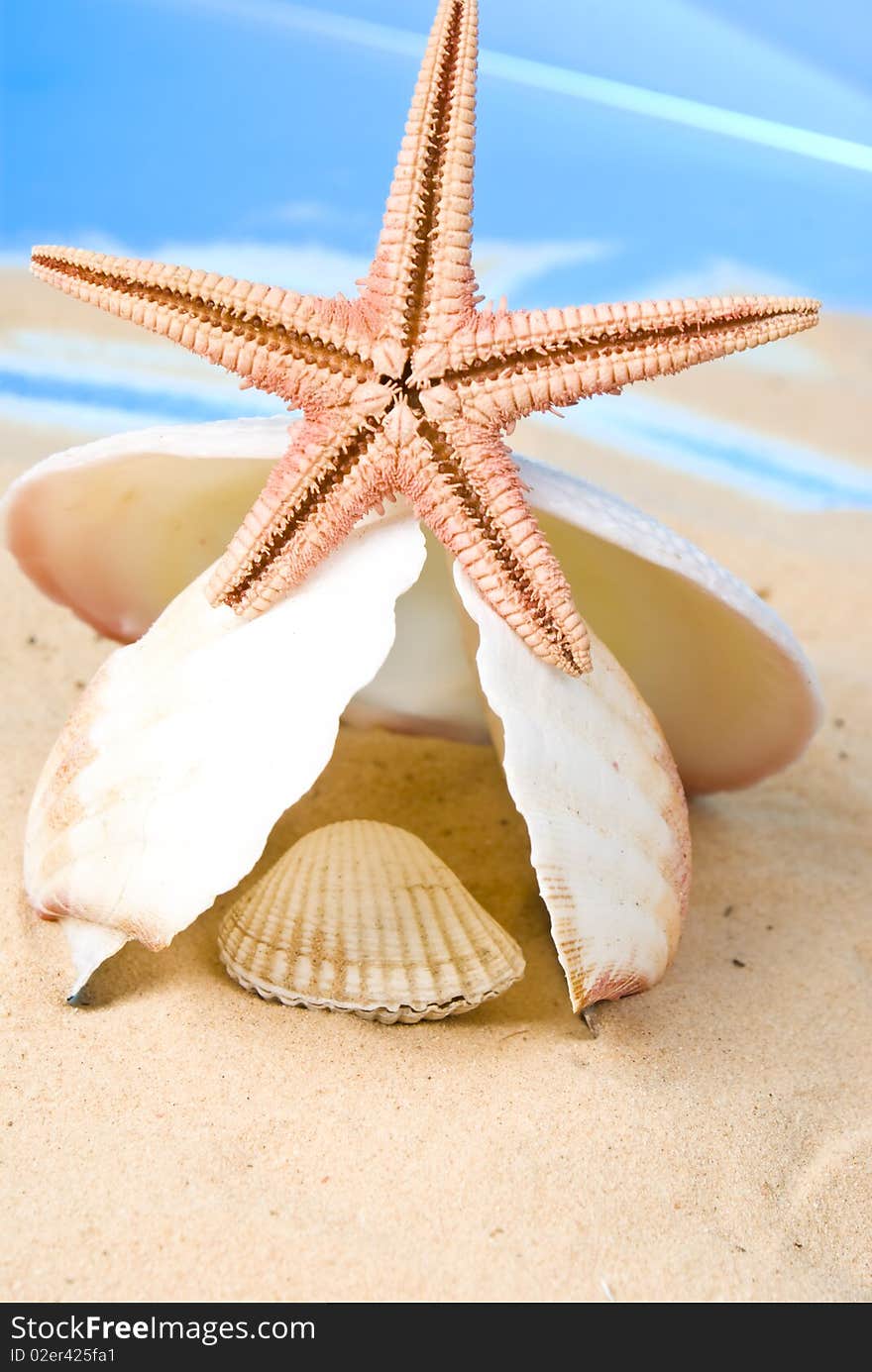 Seashells and starfish on sand