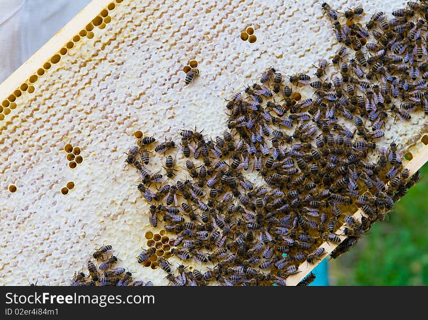 Close up view of the working bees on honeycells.