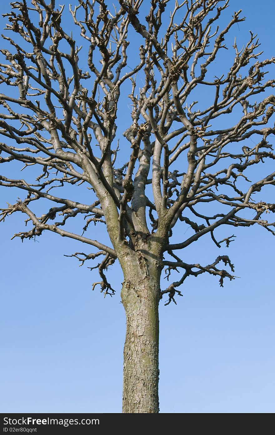 A trimmed spring tree in a park. A trimmed spring tree in a park