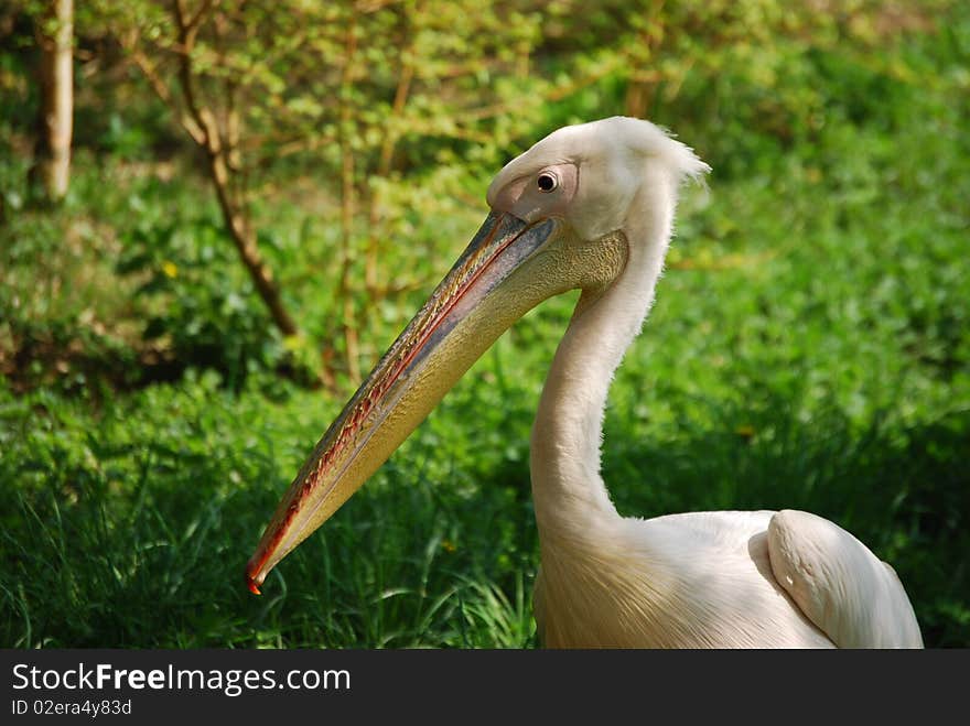 Pelican