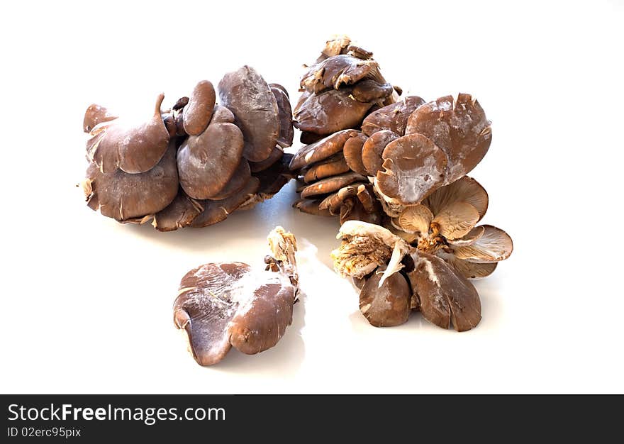 Mushrooms isolated on white background