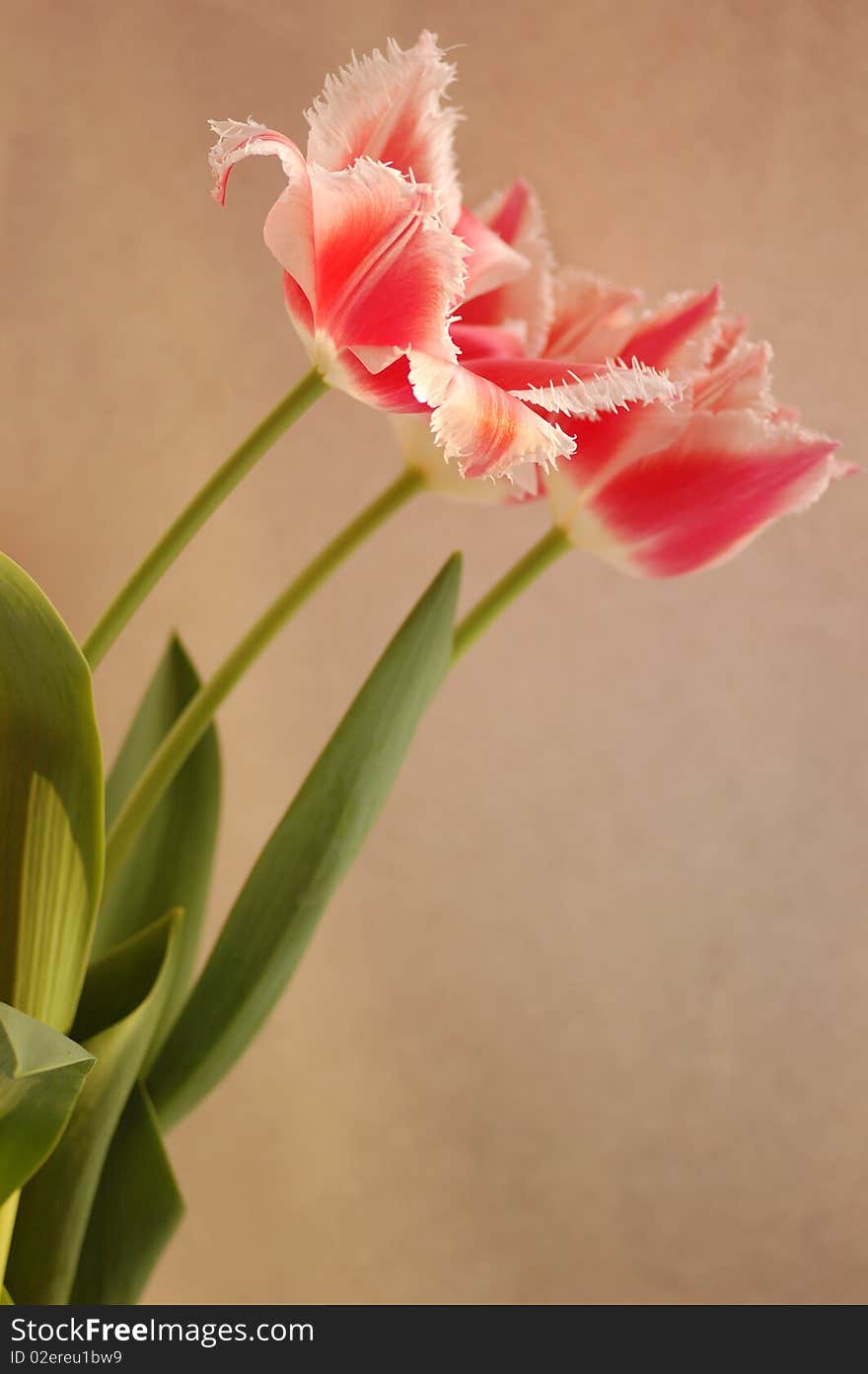 Three red tulips on a light background