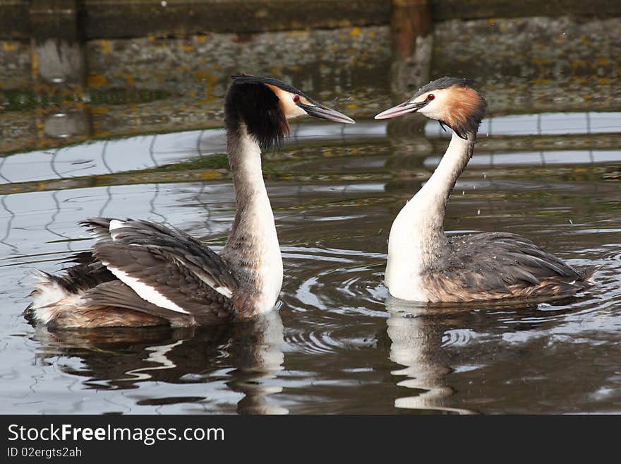 Two grebes in love swimming in a pond.