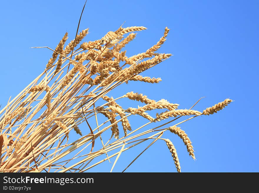 Wheat stems.