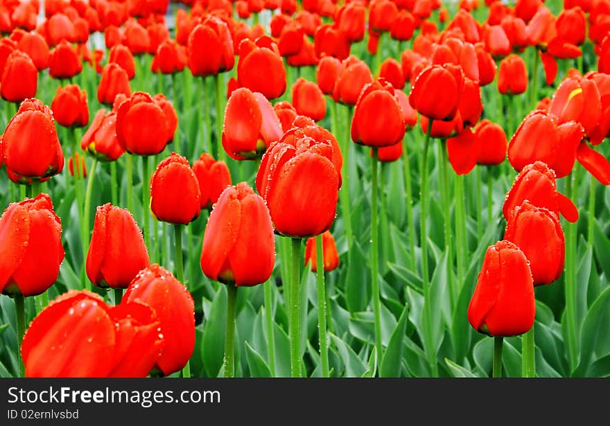 Sea of red tulips with water drops