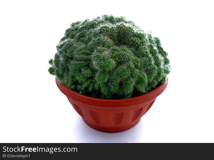 Cactus in a brown pot. Cactus in a brown pot