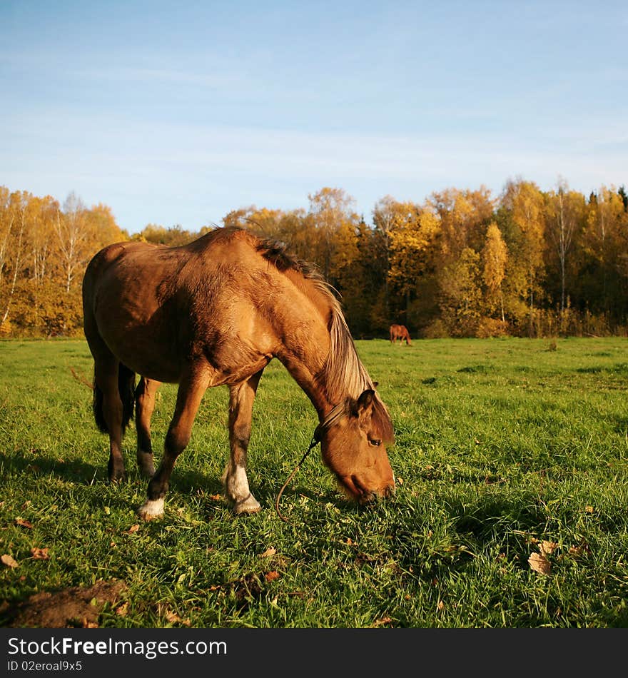 Horse in the meadow