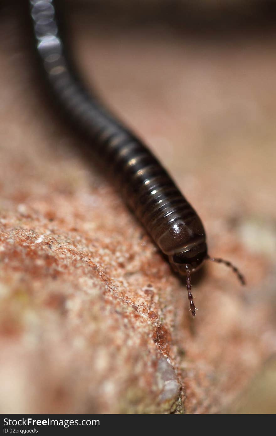 Black milipede