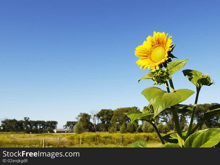 Ripe sunflower grows lonely in the field. Ripe sunflower grows lonely in the field.