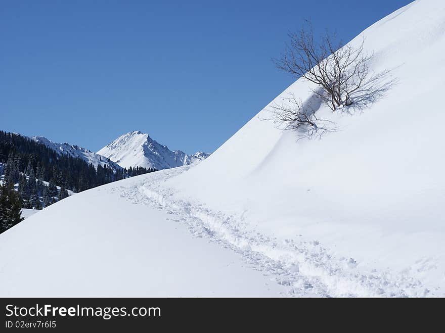 Winter Scene