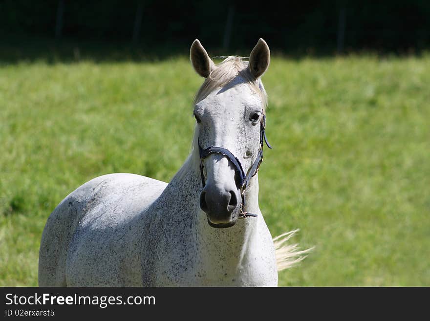 Beautiful white horse standing on a lwan or meadow