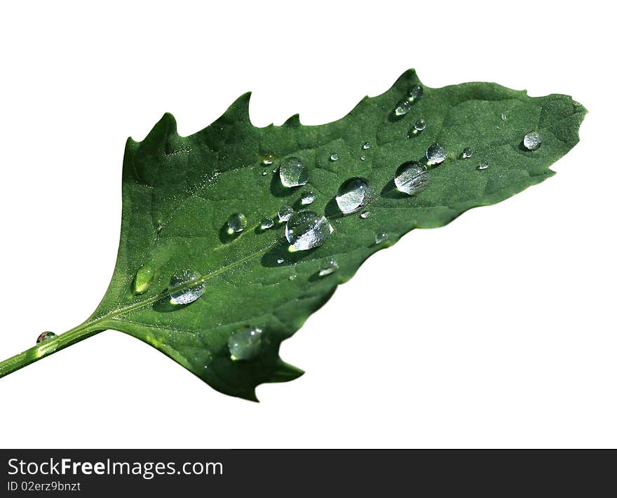 Drops On A Leaf.