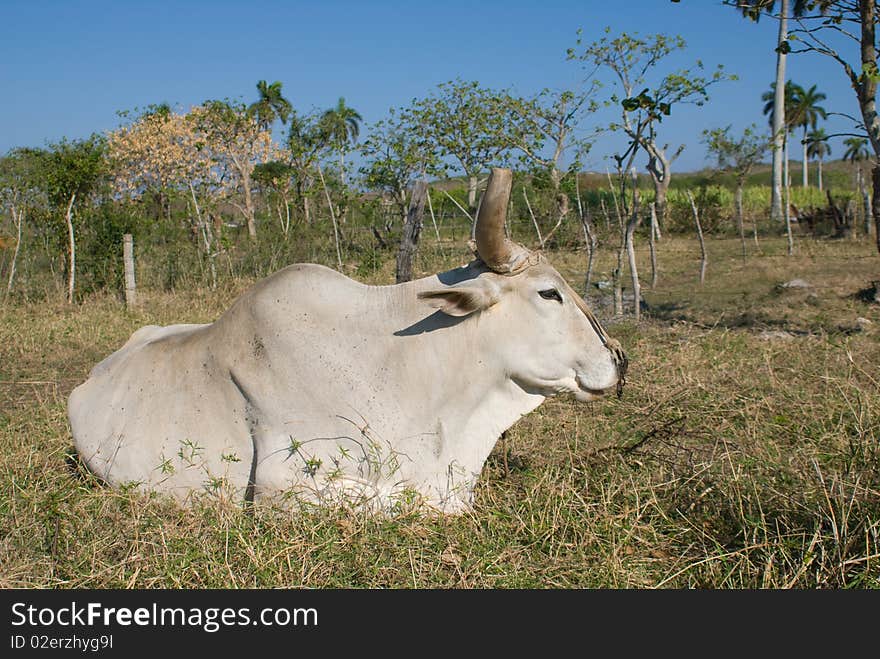 White bull resting in the grass (II)